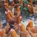 Fresh Farm Chicken and Chicken Eggs