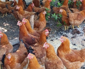 Fresh Farm Chicken and Chicken Eggs