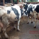 livestock’s for sale
