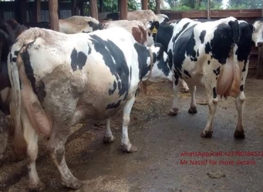 livestock’s for sale