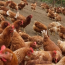 Egg laying chickens