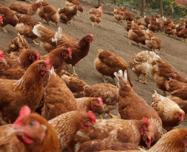 Egg laying chickens