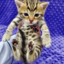 bengal kettins for sale