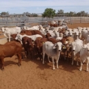 Goat,Cows and Sheep Available