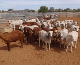 Goat,Cows and Sheep Available