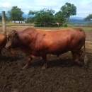 Goat,Cows and Sheep Available