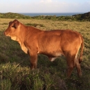Goat,Cows and Sheep Available