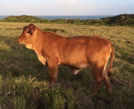 Goat,Cows and Sheep Available