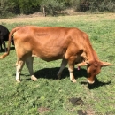 Goat,Cows and Sheep Available