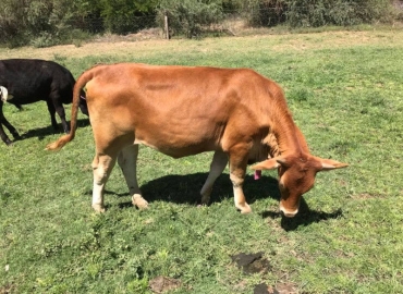 Goat,Cows and Sheep Available