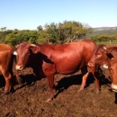Goat,Cows and Sheep Available