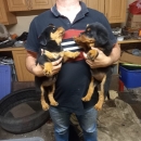 Rottweiler puppies