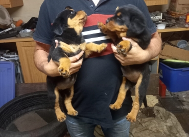 Rottweiler puppies