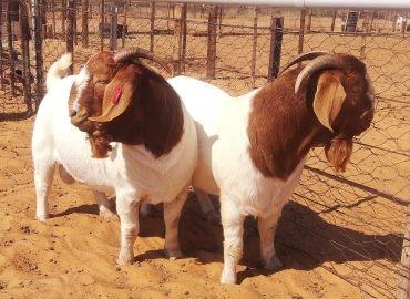 Boer goat and sheeps and cattle’s and pigs available now