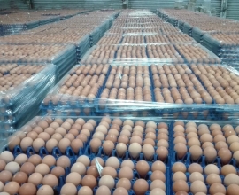 Fresh Brown and White Farm chicken Table eggs (0631267231)