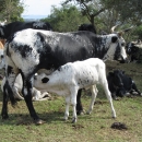 Goat,Cows and Sheep Available