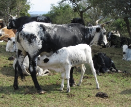 Goat,Cows and Sheep Available