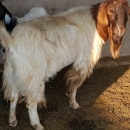Goat,Cows and Sheep Available
