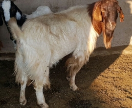 Goat,Cows and Sheep Available