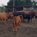 Goat,Cows and Sheep Available