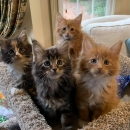 Maine Coon kittens