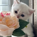 kittens for sale and affordable price