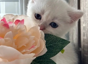 kittens for sale and affordable price