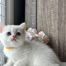 kittens are here for sale persian bsh and ragdoll