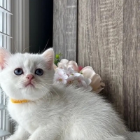 kittens are here for sale persian bsh and ragdoll