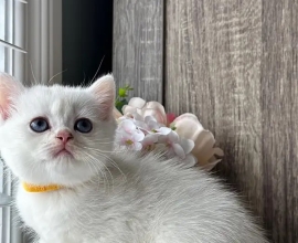 kittens are here for sale persian bsh and ragdoll
