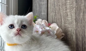 kittens are here for sale persian bsh and ragdoll