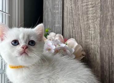 kittens are here for sale persian bsh and ragdoll