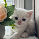 kittens for sale . all vaccinated and ready to leave