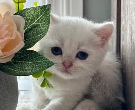kittens for sale . all vaccinated and ready to leave
