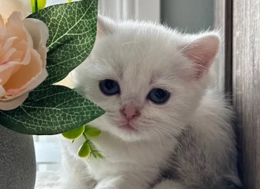 kittens for sale . all vaccinated and ready to leave